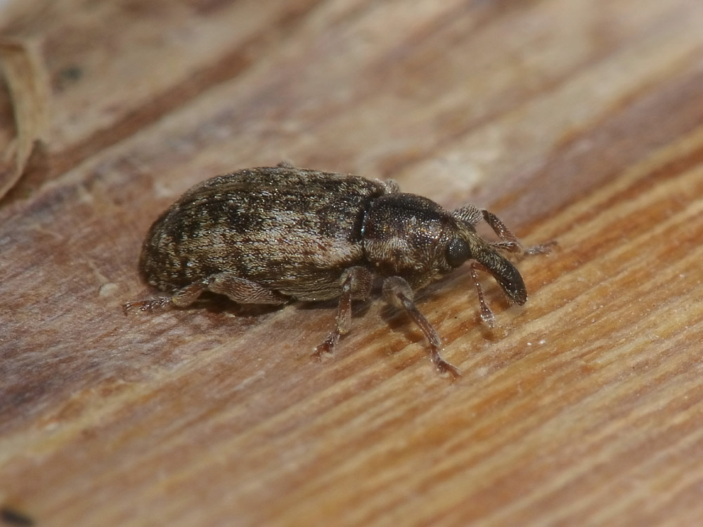 Dorytomus? - Dorytomus ictor